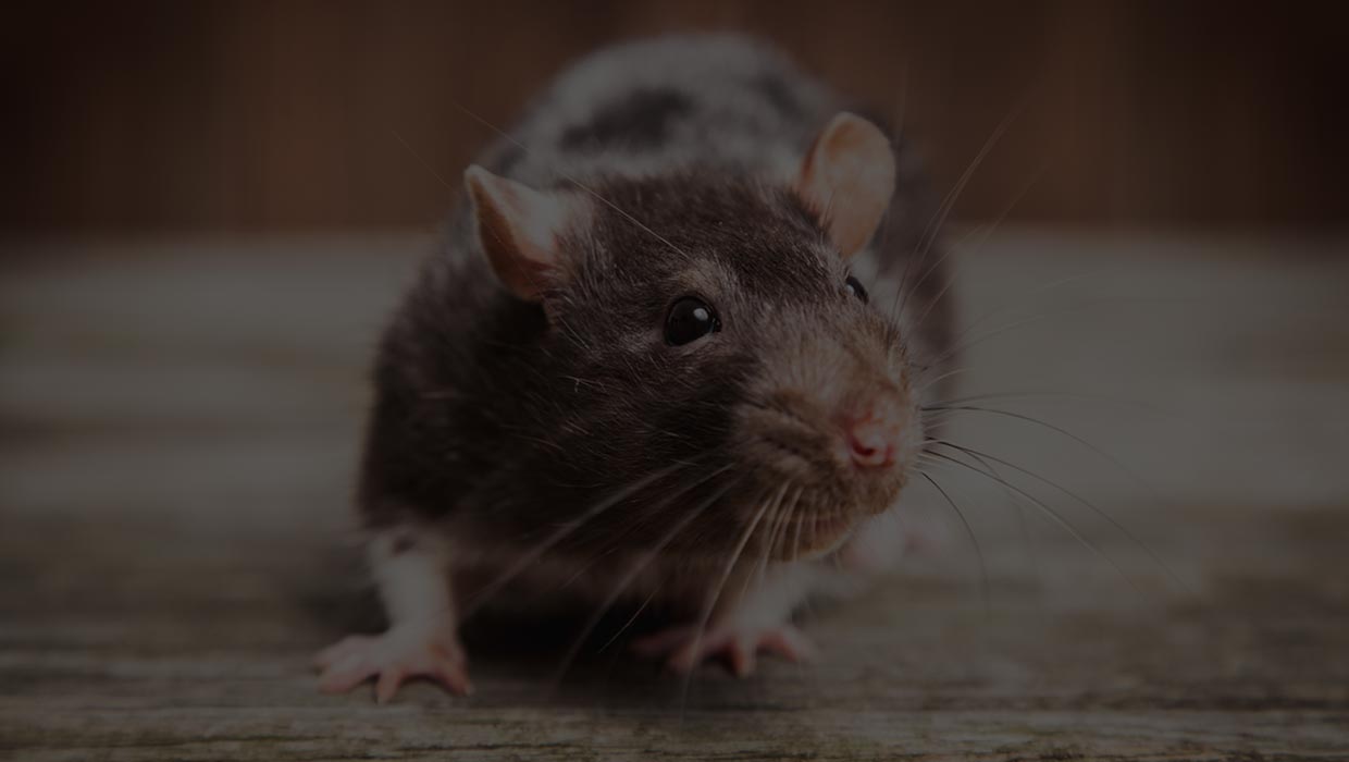 Rat Control | domyownfumigation.com
